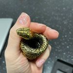 Пробка для бутылок Mamba Отзыв Пробка для бутылок Mamba Отзыв