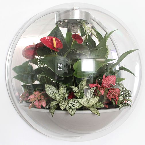 Настенный флорариум Flandriss Miniball Gray