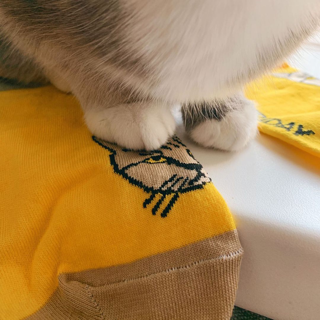 Носки Кот, у которого все дома