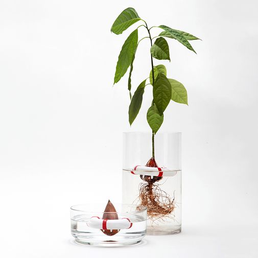 Проращиватель для авокадо Seed Guard