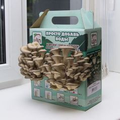 Набор для выращивания грибов Грибная коробка (Вешенка обыкновенная)