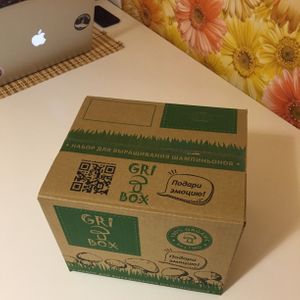 Набор для выращивания шампиньонов Gribox