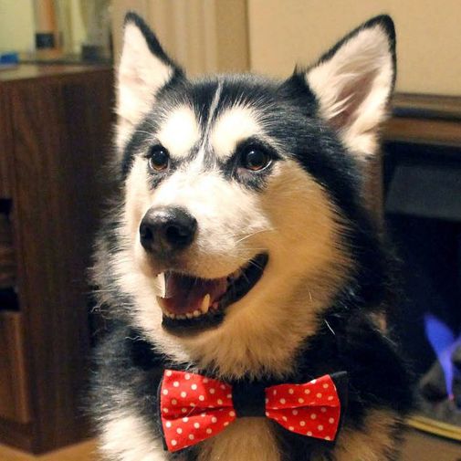 Галстук-бабочка для домашних питомцев Pet Bow Tie