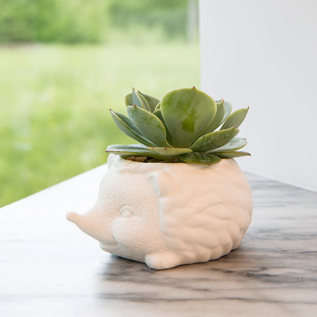 Кашпо Ежик Prickles The Hedgehog