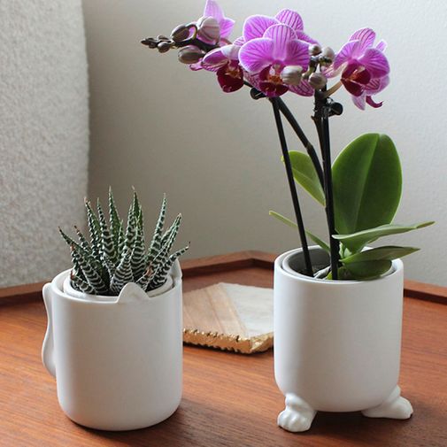 Набор горшочков Wander Pots Мяу