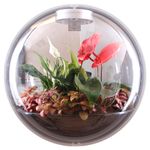 Настенный флорариум Flandriss Miniball Black