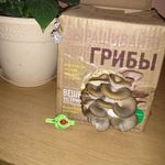 Набор для выращивания грибов Грибная коробка Отзыв