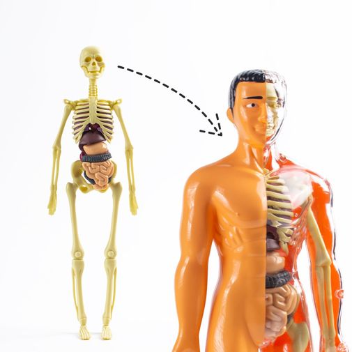 Набор для опытов Строение тела