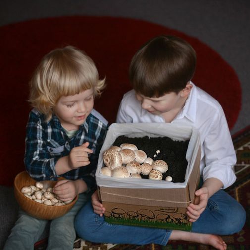 Набор для выращивания шампиньонов Gribox