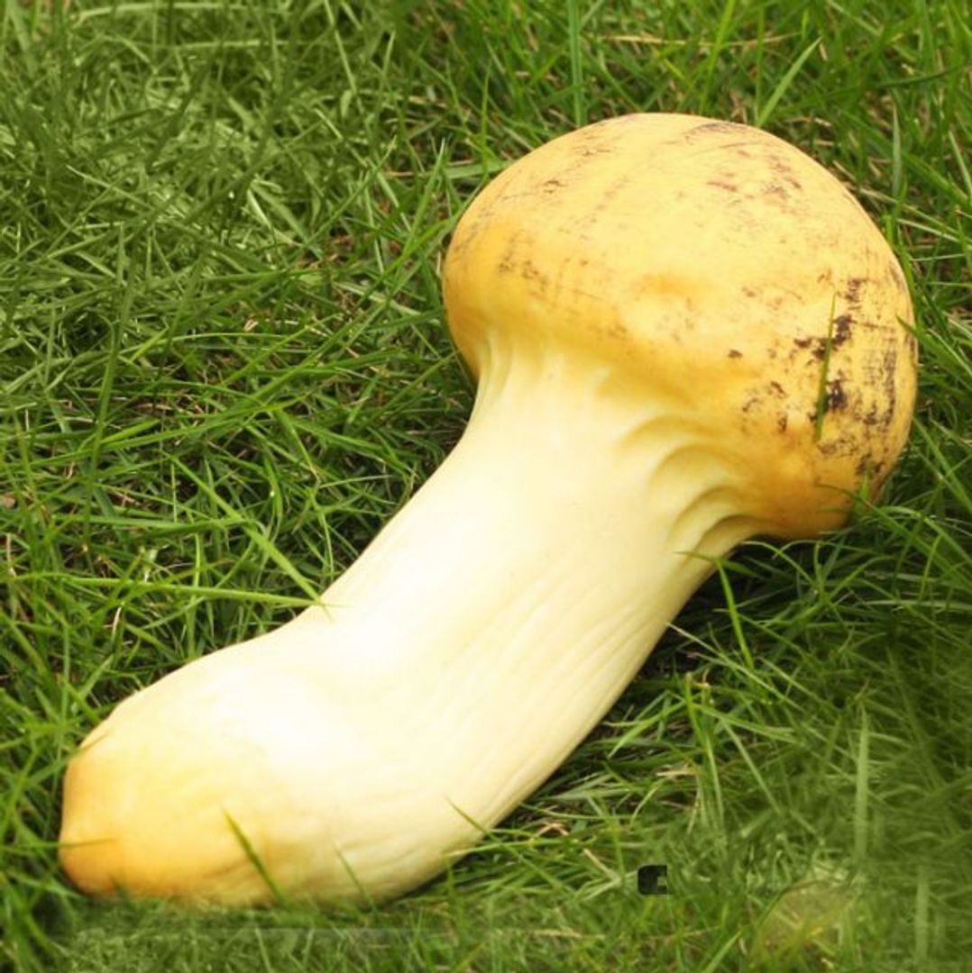 Антистресс Гриб — груздь Антистресс Гриб — груздь