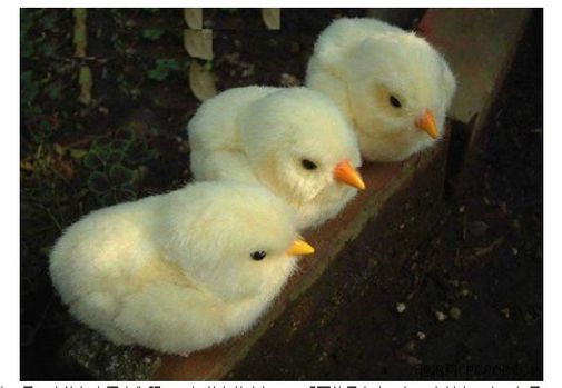 Цыпленок Sega Robot Chicken