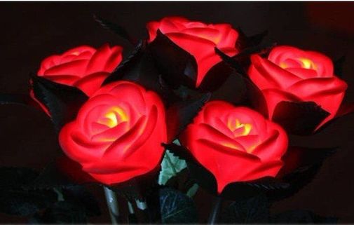 Роза Светящаяся