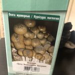 Набор для выращивания грибов Грибная коробка Отзыв