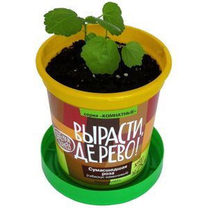 Набор для выращивания Сумасшедшая роза