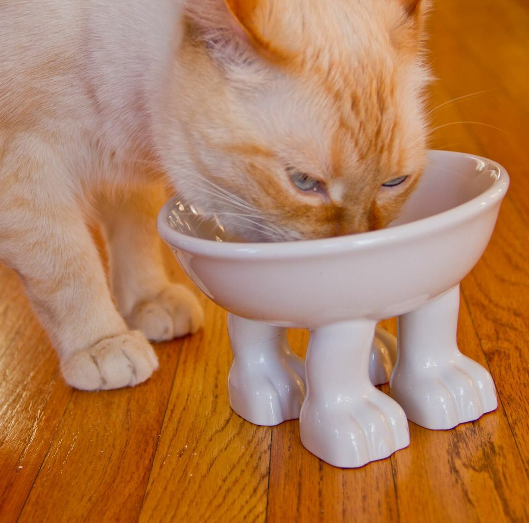 Кот ест из миски на лапках