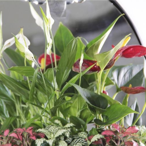 Цветочная композиция Антураж Цветочная композиция Антураж