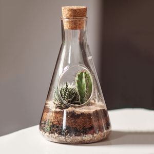 Настольный террариум для растений Chemistry Terrarium Kit