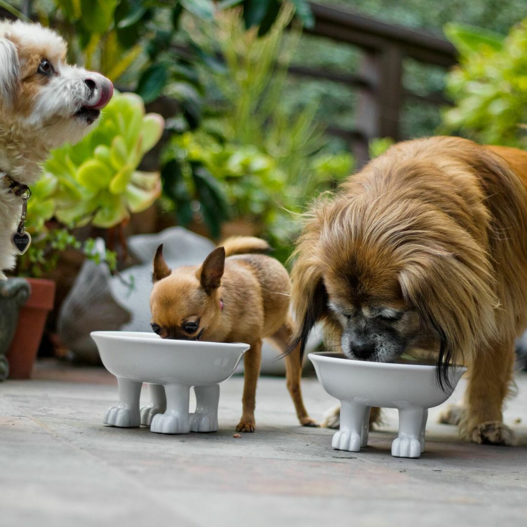 Миска на собачьих лапках Dog Dylan Kendall (большая) Миска на собачьих лапках Dog Dylan Kendall (большая)