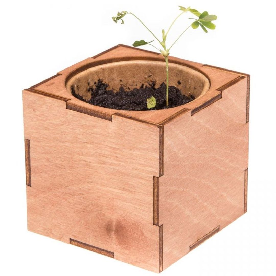 Набор для выращивания Мимоза