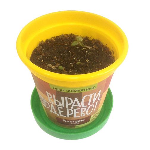 Набор для выращивания Кактусы Набор для выращивания Кактусы