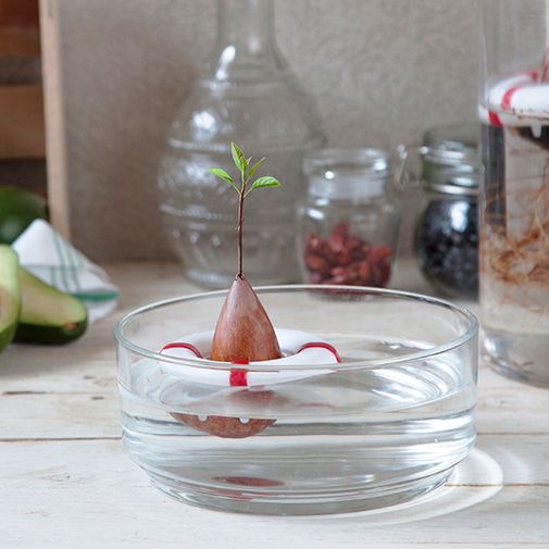 Проращиватель для авокадо Seed Guard