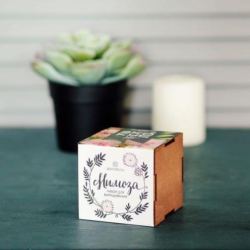 Набор для выращивания Мимоза