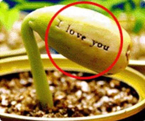 Магическое Яйцо Магическое Яйцо