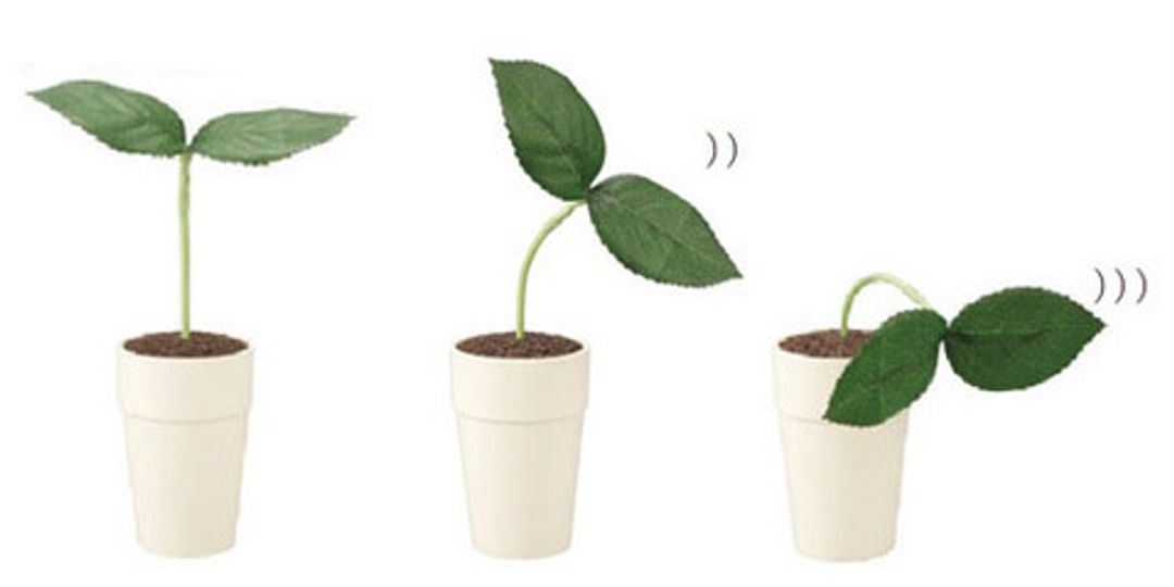 Цветок Pekoppa Plant Цветок Pekoppa Plant