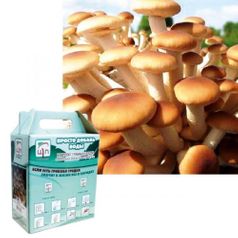 Набор для выращивания грибов Грибная коробка (Агроцибе)