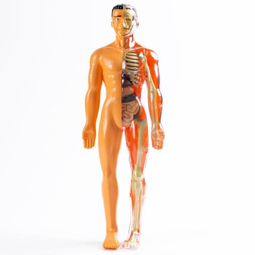 Набор для опытов Строение тела