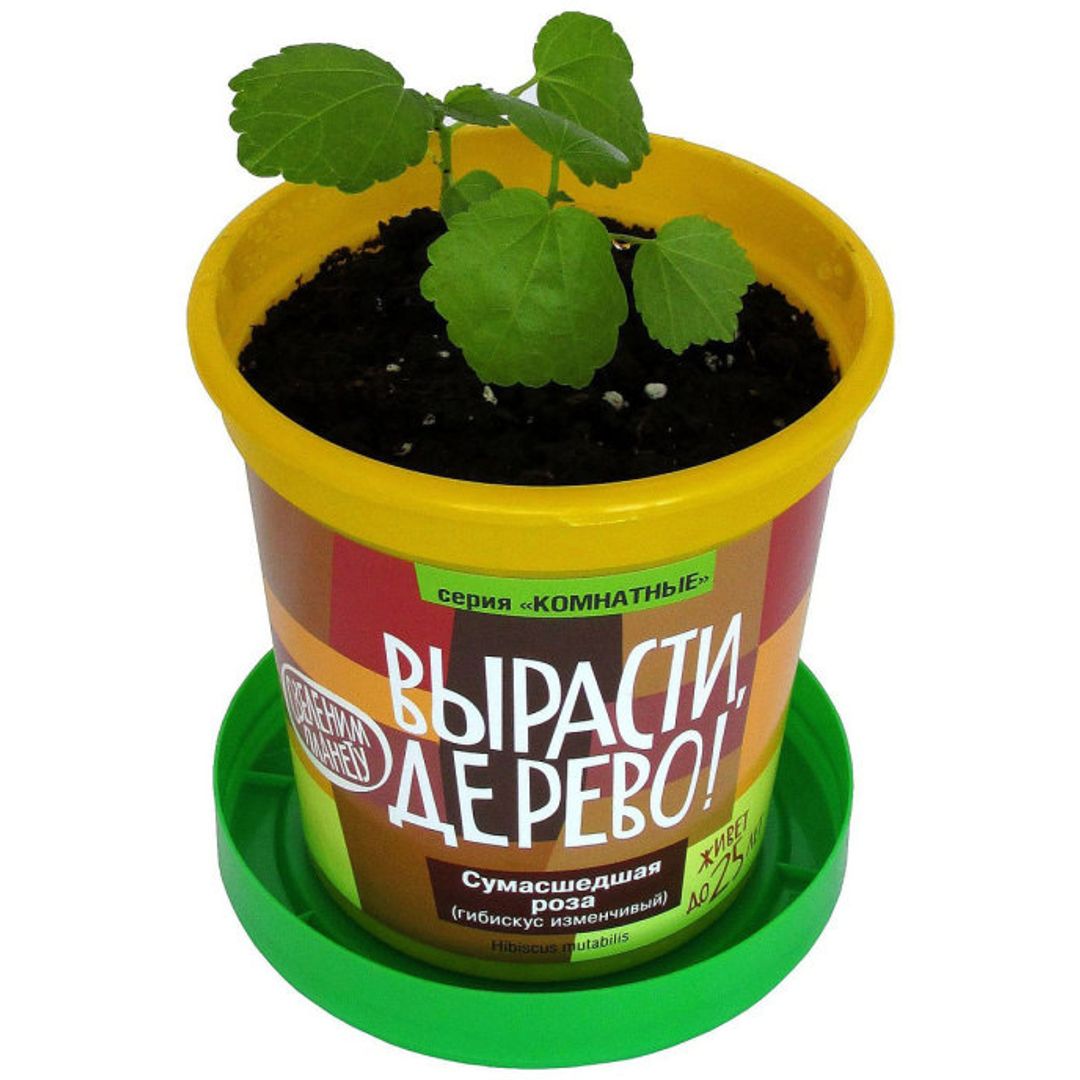 Набор для выращивания Сумасшедшая роза Набор для выращивания Сумасшедшая роза