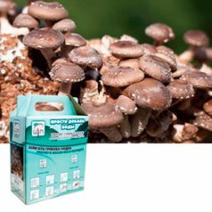 Набор для выращивания грибов Грибная коробка