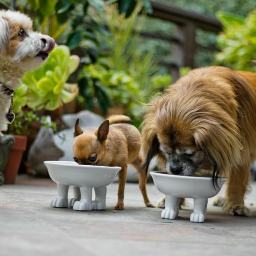 Миска на собачьих лапках Dog Dylan Kendall (большая) Миска на собачьих лапках Dog Dylan Kendall (большая)