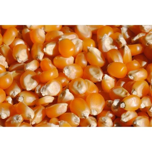 Зерно кукурузы для попкорна Medium Yellow (22.68 кг) Зерно кукурузы для попкорна Medium Yellow (22.68 кг)