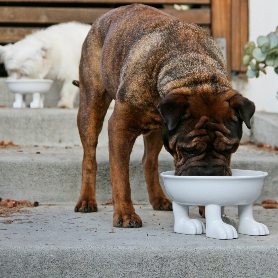 Миска на собачьих лапках Dog Dylan Kendall (большая) Миска на собачьих лапках Dog Dylan Kendall (большая)