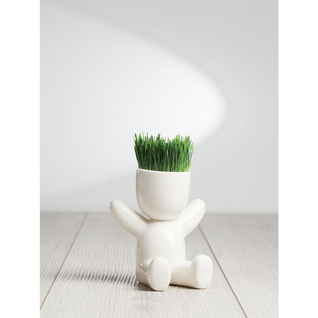 Набор для выращивания Funky Kid Набор для выращивания Funky Kid